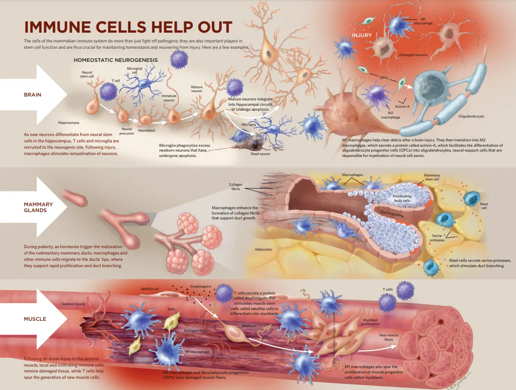 免疫细胞+干细胞，修复身体的黄金搭档