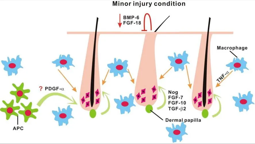 免疫细胞+干细胞，修复身体的黄金搭档