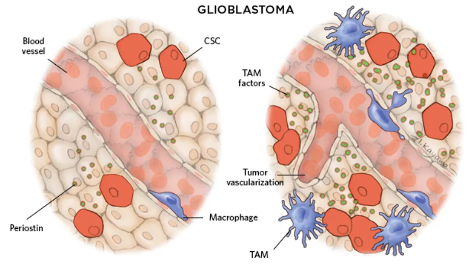免疫细胞+干细胞，修复身体的黄金搭档