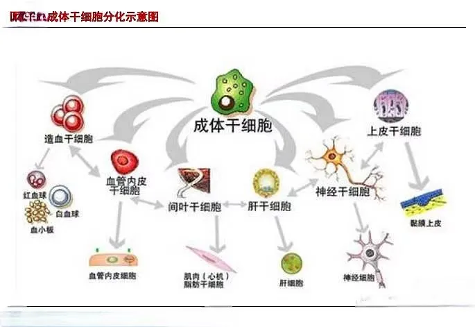 细胞治疗前必看！这份体检报告可能决定你的治疗效果