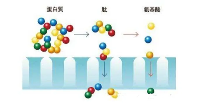 一篇大实话丨读懂年轻五岁，速来围观
